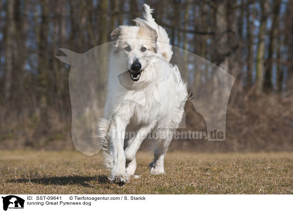 running Great Pyrenees dog / SST-09641