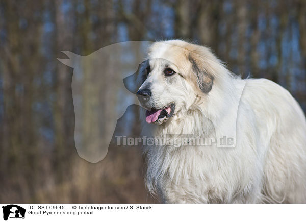 Great Pyrenees dog portrait / SST-09645