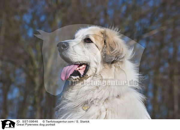 Great Pyrenees dog portrait / SST-09646
