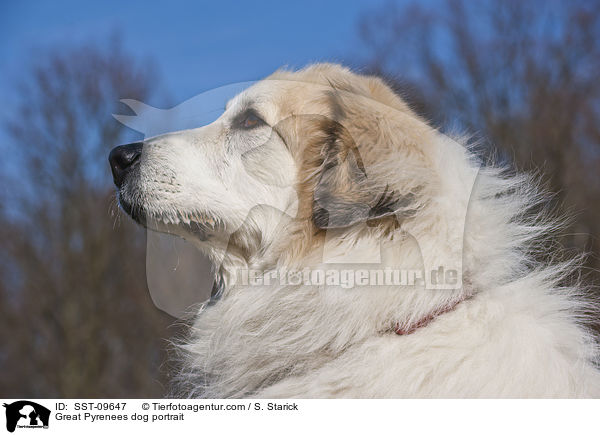 Great Pyrenees dog portrait / SST-09647
