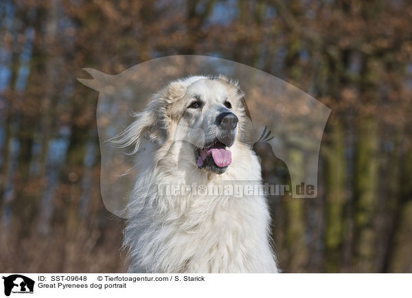 Great Pyrenees dog portrait / SST-09648
