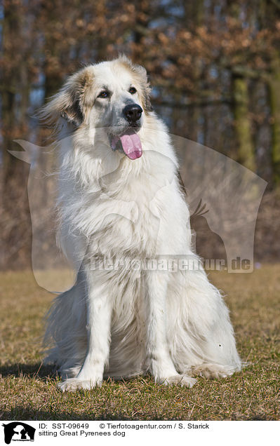 sitting Great Pyrenees dog / SST-09649
