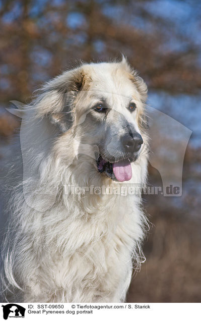 Great Pyrenees dog portrait / SST-09650