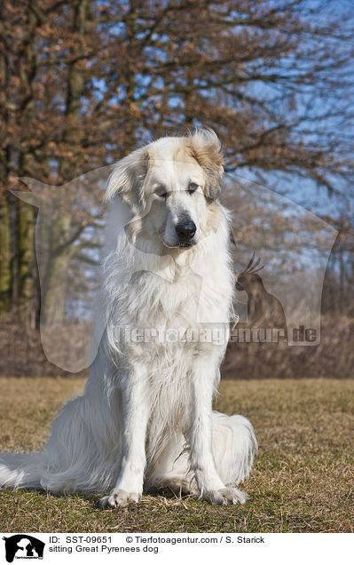 sitting Great Pyrenees dog / SST-09651