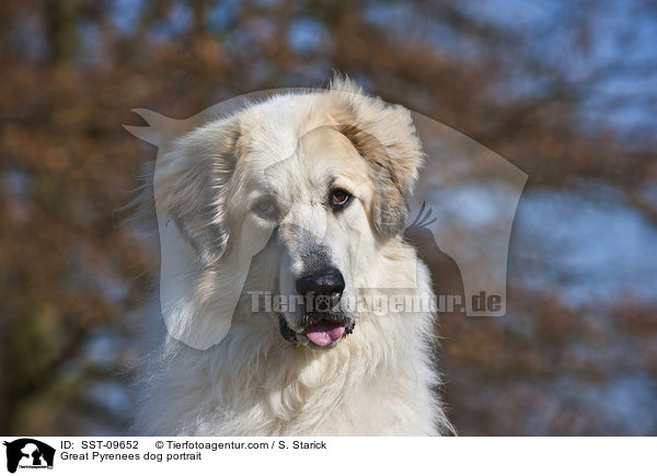 Great Pyrenees dog portrait / SST-09652