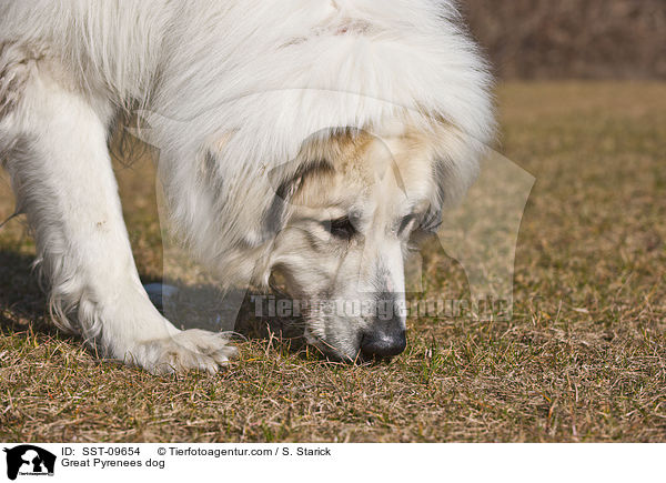 Great Pyrenees dog / SST-09654