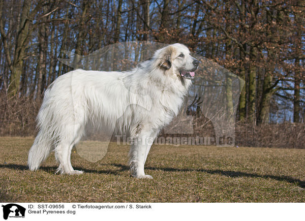 Great Pyrenees dog / SST-09656