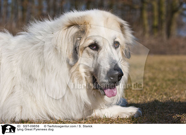 lying Great Pyrenees dog / SST-09658
