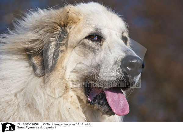 Great Pyrenees dog portrait / SST-09659