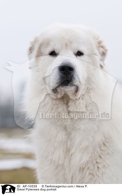 Great Pyrenees dog portrait / AP-10539
