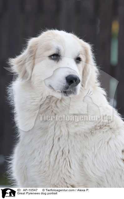 Great Pyrenees dog portrait / AP-10547