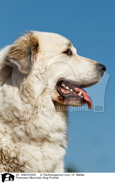 Pyrenean Mountain Dog Portrait / KMI-03305