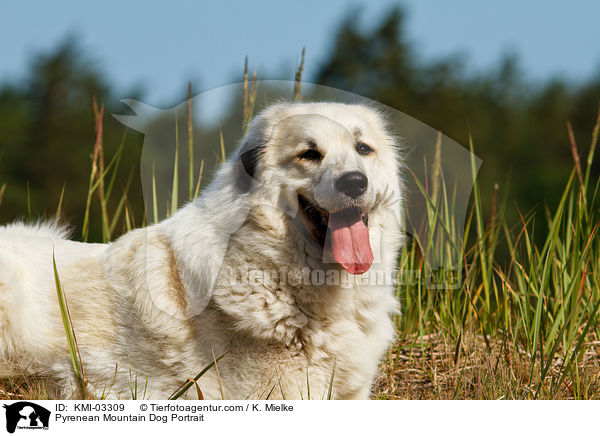 Pyrenean Mountain Dog Portrait / KMI-03309