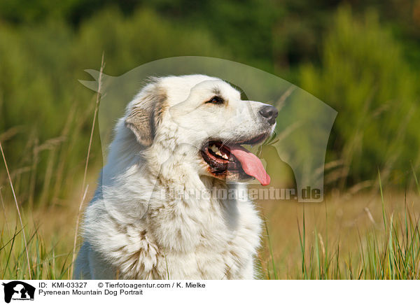 Pyrenean Mountain Dog Portrait / KMI-03327