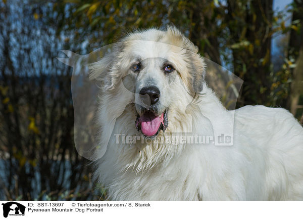 Pyrenean Mountain Dog Portrait / SST-13697