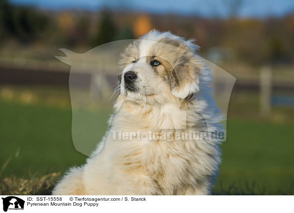 Pyrenean Mountain Dog Puppy / SST-15558