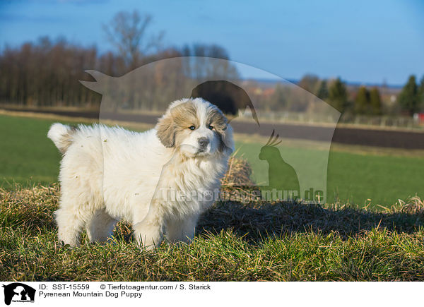 Pyrenean Mountain Dog Puppy / SST-15559