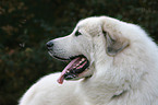 Pyrenean mountain dog Portrait