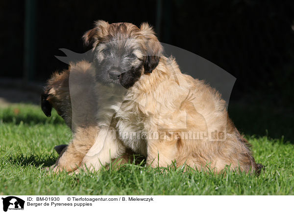 Berger de Pyrenees puppies / BM-01930