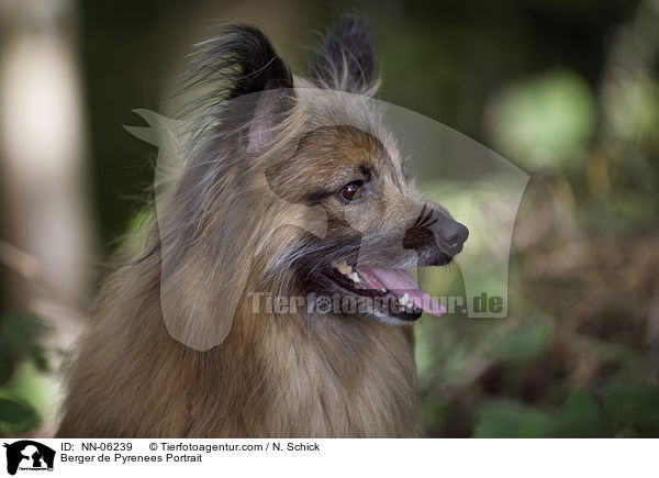 Berger de Pyrenees Portrait / NN-06239