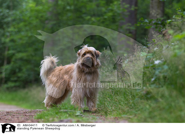 standing Pyrenean Sheepdog / AM-04411