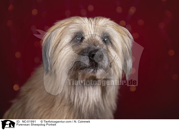 Pyrenean Sheepdog Portrait / NC-01991
