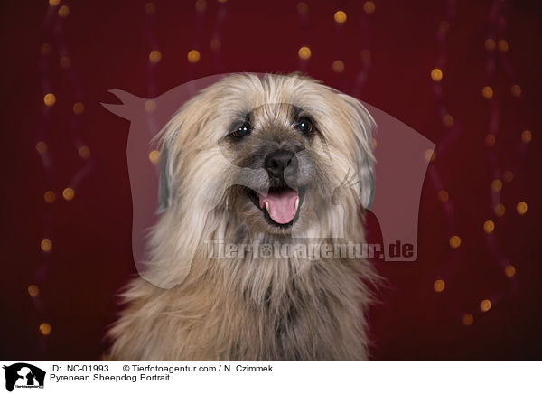 Pyrenean Sheepdog Portrait / NC-01993