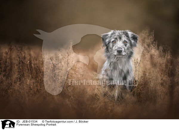 Pyrenean Sheepdog Portrait / JEB-01534