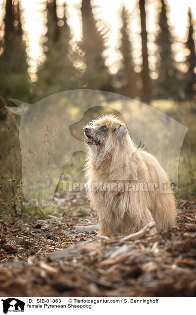 female Pyrenean Sheepdog / SIB-01863