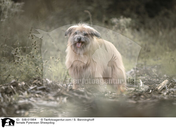female Pyrenean Sheepdog / SIB-01864