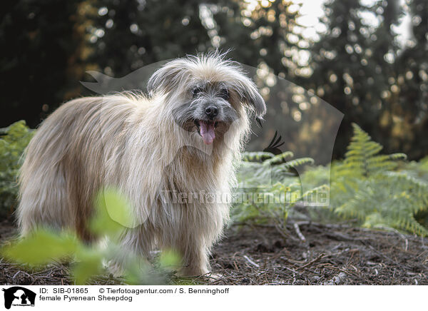 female Pyrenean Sheepdog / SIB-01865