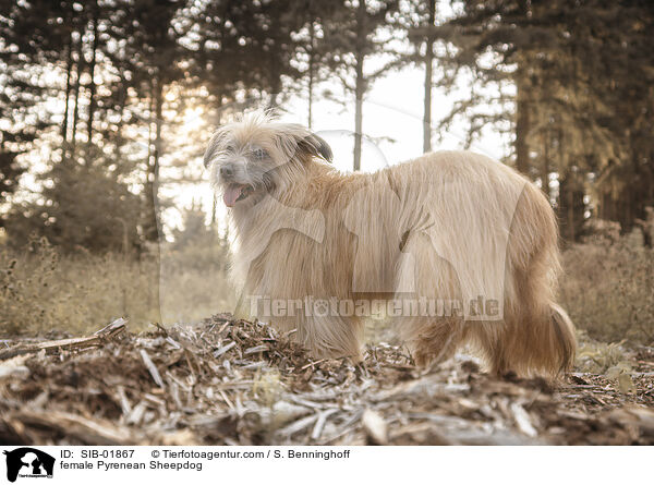female Pyrenean Sheepdog / SIB-01867