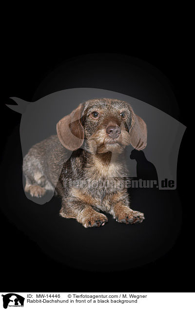 Rabbit-Dachshund in front of a black background / MW-14446