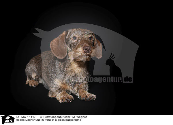Rabbit-Dachshund in front of a black background / MW-14447