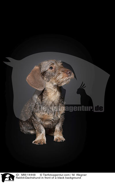 Rabbit-Dachshund in front of a black background / MW-14448