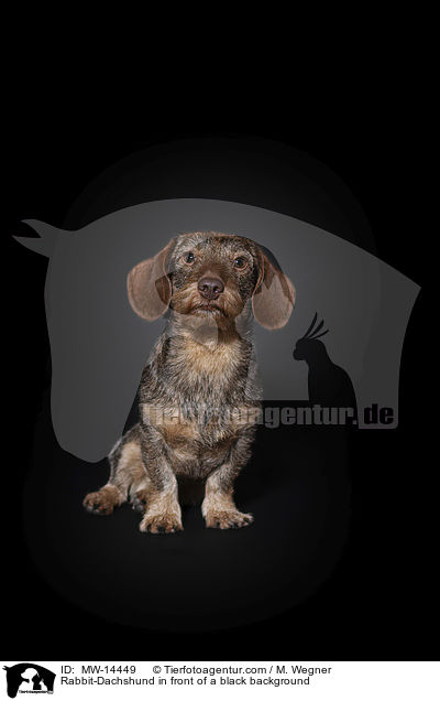 Rabbit-Dachshund in front of a black background / MW-14449