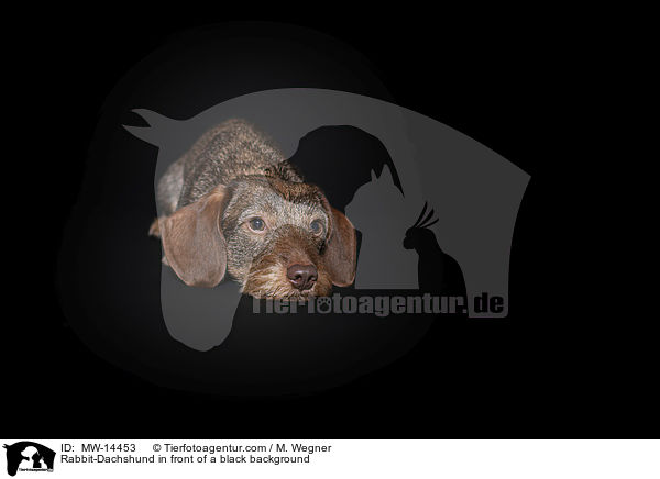 Rabbit-Dachshund in front of a black background / MW-14453