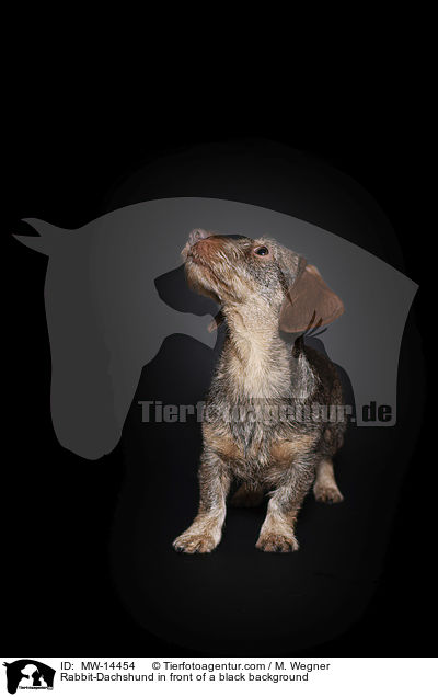 Rabbit-Dachshund in front of a black background / MW-14454
