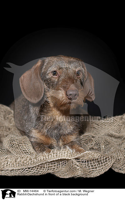 Rabbit-Dachshund in front of a black background / MW-14464
