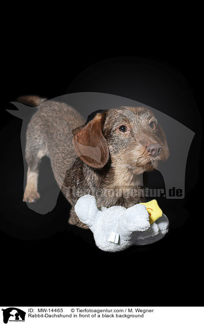 Rabbit-Dachshund in front of a black background / MW-14465