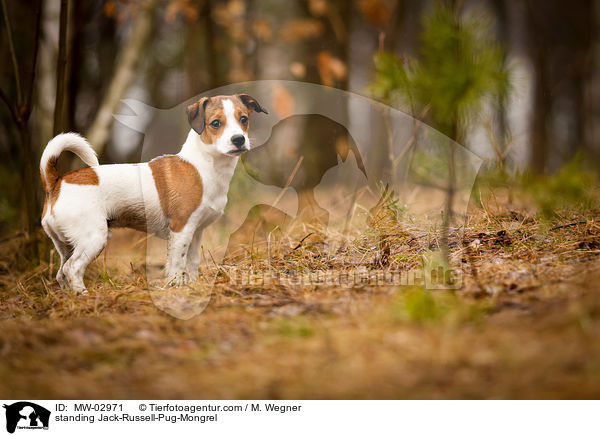 standing Jack-Russell-Pug-Mongrel / MW-02971