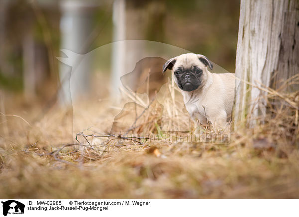 standing Jack-Russell-Pug-Mongrel / MW-02985