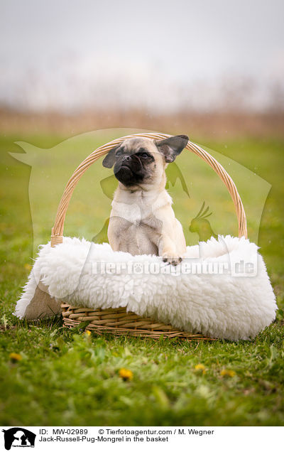 Jack-Russell-Pug-Mongrel in the basket / MW-02989