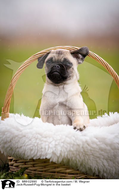 Jack-Russell-Pug-Mongrel in the basket / MW-02990