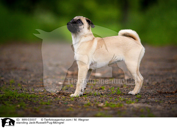 standing Jack-Russell-Pug-Mongrel / MW-03007