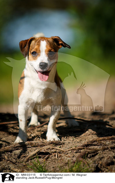 standing Jack-Russell-Pug-Mongrel / MW-03115