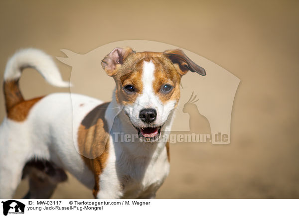 young Jack-Russell-Pug-Mongrel / MW-03117