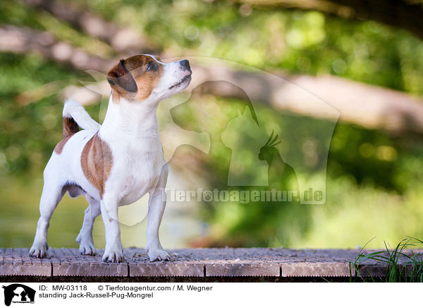 standing Jack-Russell-Pug-Mongrel / MW-03118