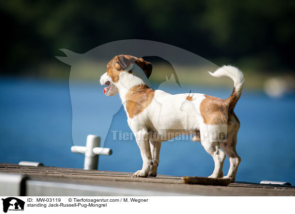 standing Jack-Russell-Pug-Mongrel / MW-03119