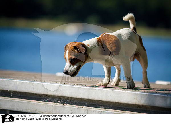 standing Jack-Russell-Pug-Mongrel / MW-03122